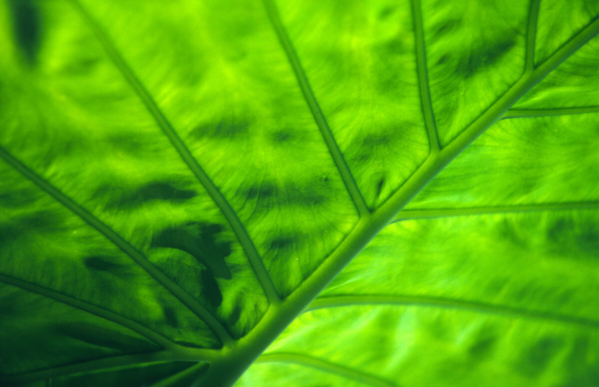 Photography: Underside – Shot on Kodak EKTACHROME E100 at EI 100 (35mm Format)