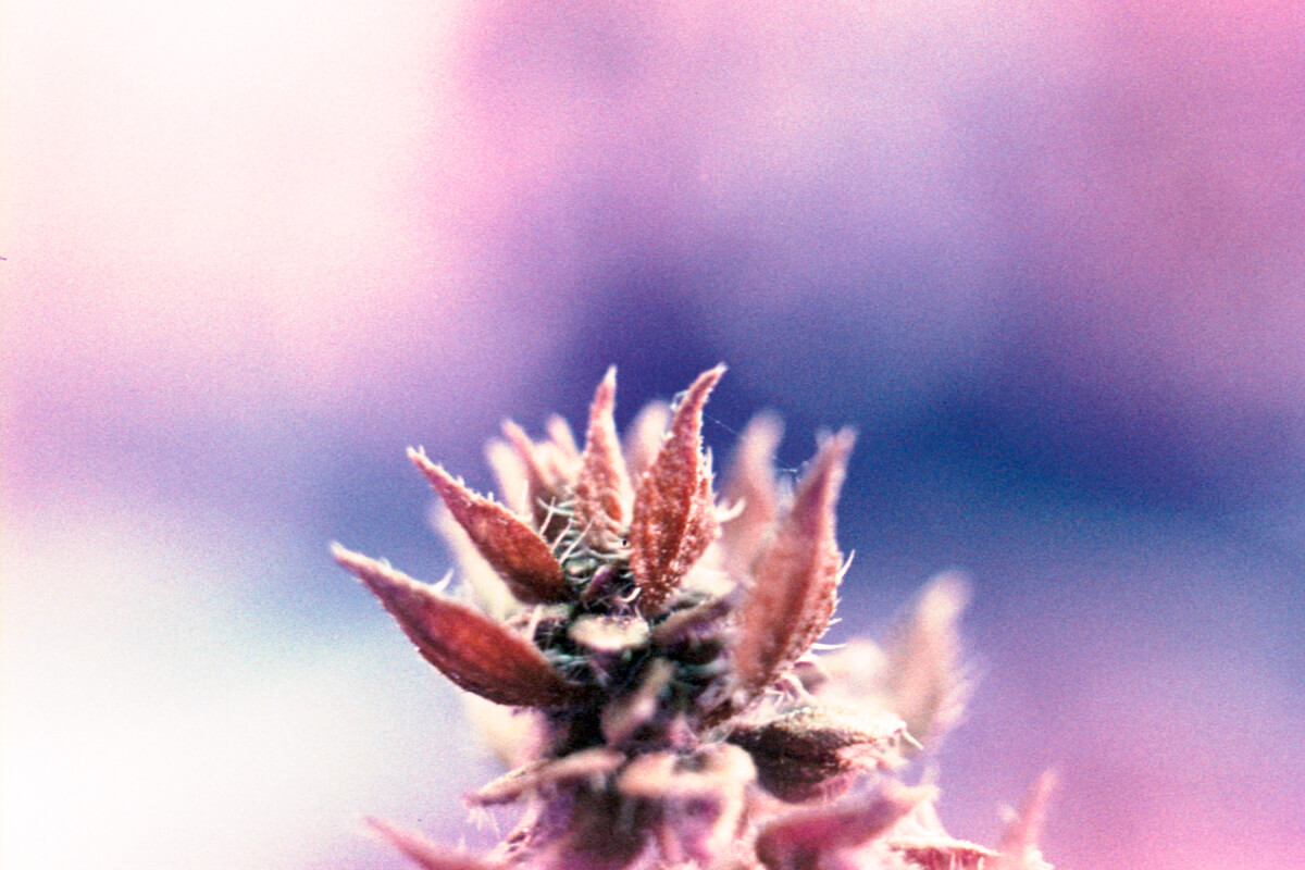 5 Frames… Of garden macros on Lomochrome Purple a Minolta X-370 (35mm Format / EI 200 / Minolta MD 50mm f/3.5 Macro Lens)